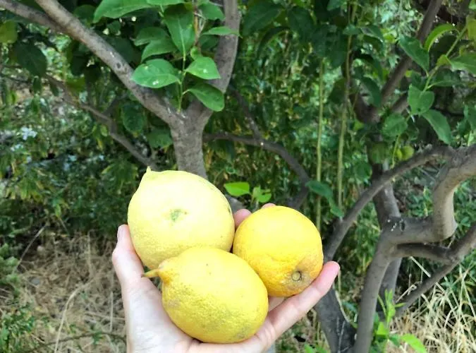 Konukevi Kastri